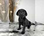 Small #1 Labrador Retriever