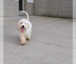 Small Photo #3 Cavachon Puppy For Sale in FREDERICKSBURG, OH, USA