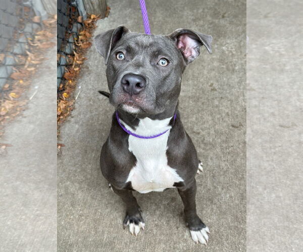 Medium Photo #3 American Pit Bull Terrier-Unknown Mix Puppy For Sale in Crete, IL, USA