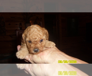 Poodle (Toy) Puppy for sale in DULUTH, GA, USA