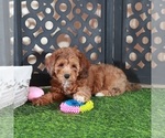Small #1 Poodle (Miniature)