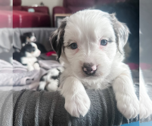 Medium Photo #1 Australian Shepherd-Bernedoodle Mix Puppy For Sale in MELROSE, NY, USA
