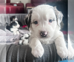 Medium Australian Shepherd-Bernedoodle Mix