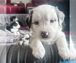 Puppy Pancakes Australian Shepherd-Bernedoodle Mix
