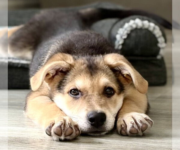 Medium Photo #1 Mutt Puppy For Sale in Mission Viejo, CA, USA
