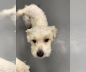 Maltese-Unknown Mix Dogs for adoption in Peoria, IL, USA