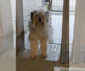 Maltese Dogs for adoption in San Martin, CA, USA