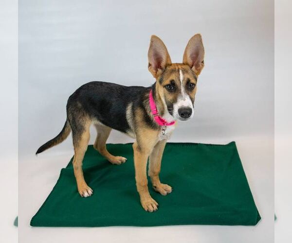 Medium Photo #5 Mutt Puppy For Sale in Kennesaw, GA, USA