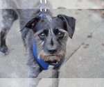 Small Photo #5 Mutt Puppy For Sale in Santa Clara, CA, USA