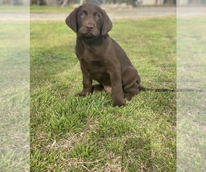 Labrador Retriever Puppy for sale in GERBER, CA, USA
