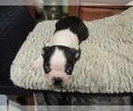 Small #3 Boston Terrier
