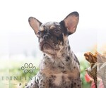Small #3 French Bulldog