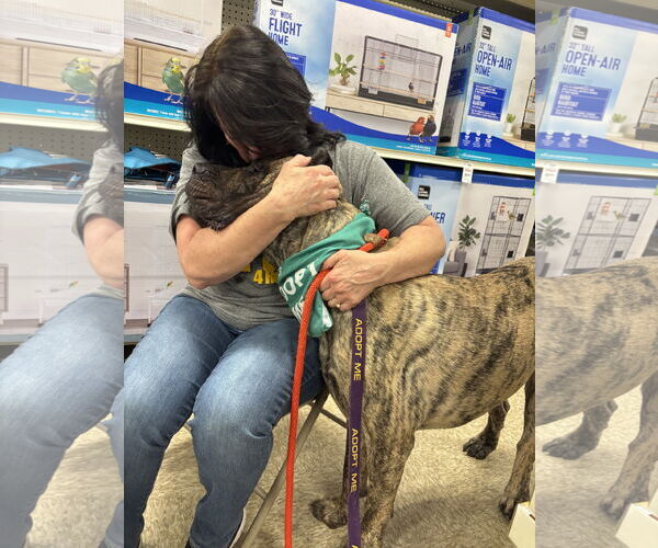 Medium Photo #3 Presa Canario Puppy For Sale in Fenton, MO, USA