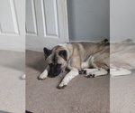 Small Photo #1 Akita Puppy For Sale in MOHRSVILLE, PA, USA