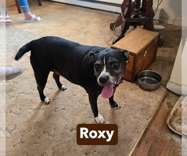 Medium Photo #7 Boxador Puppy For Sale in Foristell, MO, USA