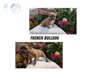 French Bulldog Litter for sale in GOSHEN, IN, USA