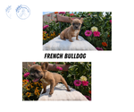 Image preview for Ad Listing. Nickname: Litter of 5