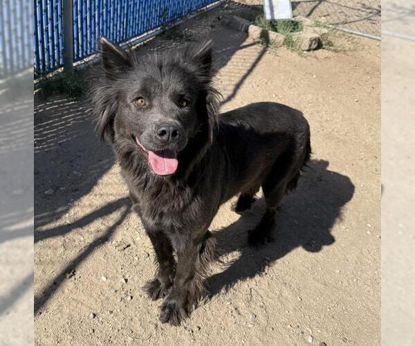 Medium Photo #1 Chow Chow-Unknown Mix Puppy For Sale in HESPERIA, CA, USA