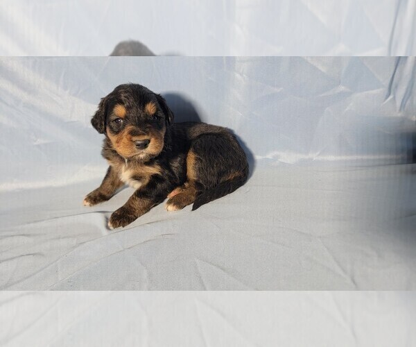 Medium Photo #8 Golden Mountain Dog Puppy For Sale in BLACK FOREST, CO, USA