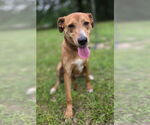 Small #1 Labrador Retriever Mix