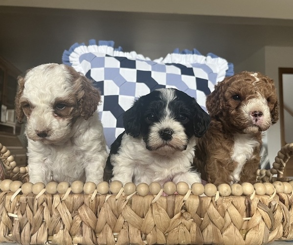 Medium Photo #1 Cavapoo Puppy For Sale in KALONA, IA, USA