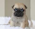 Small #3 Pug