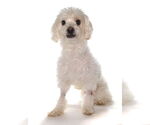 Small #3 Havanese