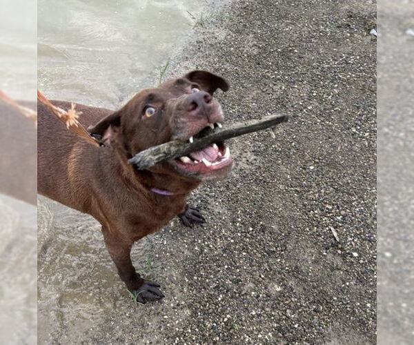 Medium Photo #6 American Pit Bull Terrier-Labrador Retriever Mix Puppy For Sale in Evansville, IN, USA