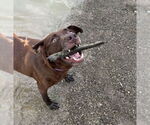 Small #5 American Pit Bull Terrier-Labrador Retriever Mix