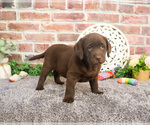 Small #3 Labrador Retriever