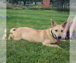 Small #4 Shiba Inu Mix