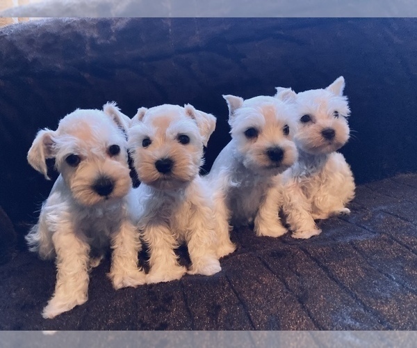 Medium Photo #3 Schnauzer (Miniature) Puppy For Sale in CLEVER, MO, USA