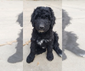 Poodle (Standard) Puppy for sale in WILLIAMSBURG, VA, USA