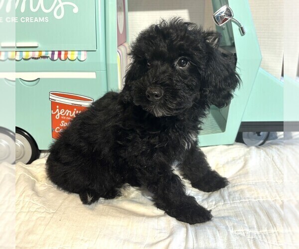 Medium Photo #3 Schnoodle (Miniature) Puppy For Sale in MORENO VALLEY, CA, USA