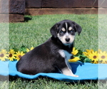 Small Photo #2 Labrador Retriever-Siberian Husky Mix Puppy For Sale in PEACH BOTTOM, PA, USA