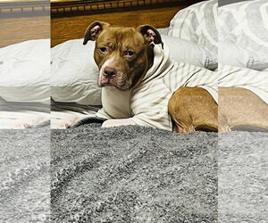 Coco Ross - Male Staffordshire Bull Terrier-Unknown Mix Dog for Adoption - Photo #20