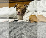 Small Photo #20 Staffordshire Bull Terrier-Unknown Mix Puppy For Sale in Princeton, MN, USA
