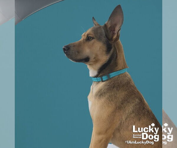 Medium Photo #3 Mutt Puppy For Sale in Washington, DC, USA