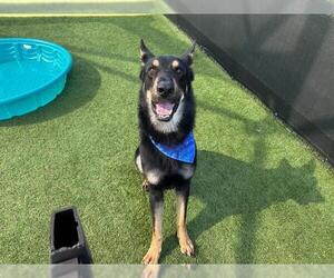 German Shepherd Dog Dogs for adoption in Orange, CA, USA