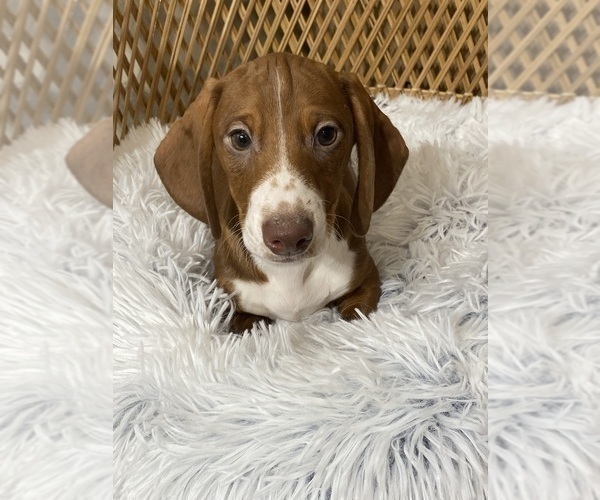 Medium Photo #4 Dachshund Puppy For Sale in CANOGA, NY, USA