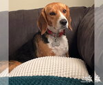Cora - Female Beagle-Unknown Mix Dog for Adoption - Small photo