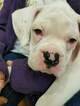 Small Photo #5 Boxer Puppy For Sale in OAKLAND, CA, USA