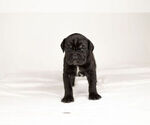 Small Photo #4 Mastiff-Neapolitan Mastiff Mix Puppy For Sale in BRISTOL, IN, USA