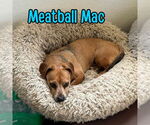 Small #8 Dachshund