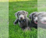 Puppy Miss Yellow Labrador Retriever