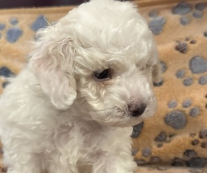 Bichpoo mix (+ Bichon Frise) Litter for sale in SAN ANTONIO, TX, USA
