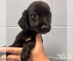 Small #1 Mutt