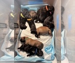 Litter of 10 - Male(s) and Female(s) Cane CorsoLitter of Puppies for Sale - Small photo