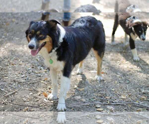 Medium Photo #3 Australian Shepherd-Unknown Mix Puppy For Sale in Paso Robles, CA, USA