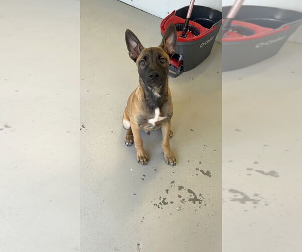 Medium Photo #6 Mutt Puppy For Sale in Studio City, CA, USA